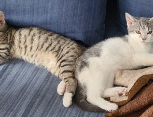 Familienzuwachs – zwei Baby Katzen ziehen ein
